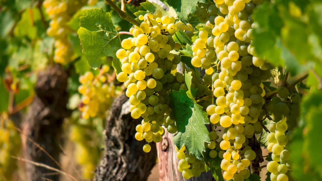 Heida-Weissweintrauben am Rebstock – Reifephase im Weinberg