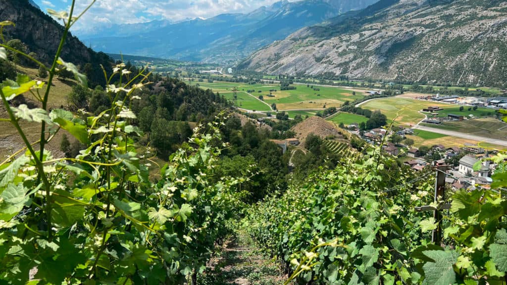 Heida-Rebparzellen in Turtmann – Walliser Terroir und Weinbergstruktur