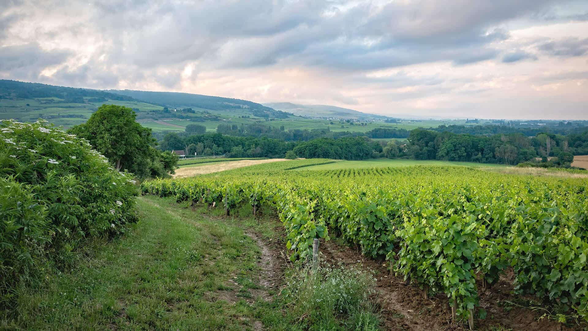weinregion frankreich
