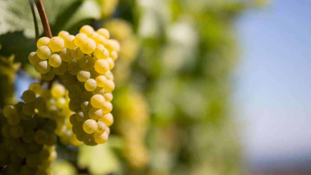 Landschaft der Herkunft von Amigne – Walliser Weinbaugebiet