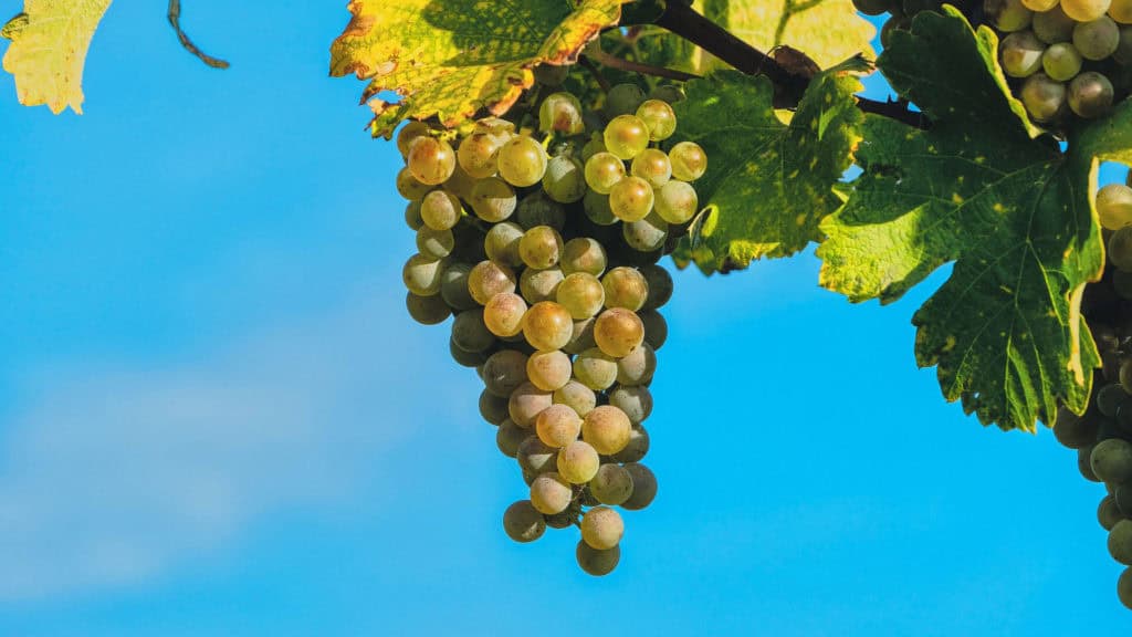 Amigne-Reblage im Unterwallis – Weinberg und Terroir der Rebsorte