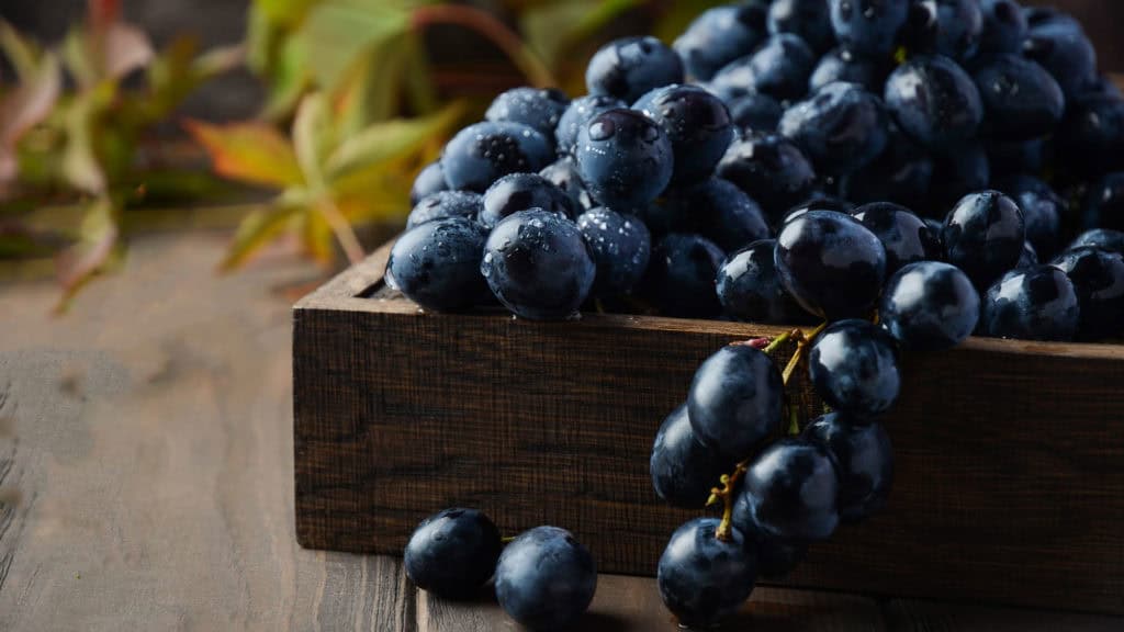 Ancellotta‑Trauben in Holzschachtel – Erntebeginn und Traubenqualität