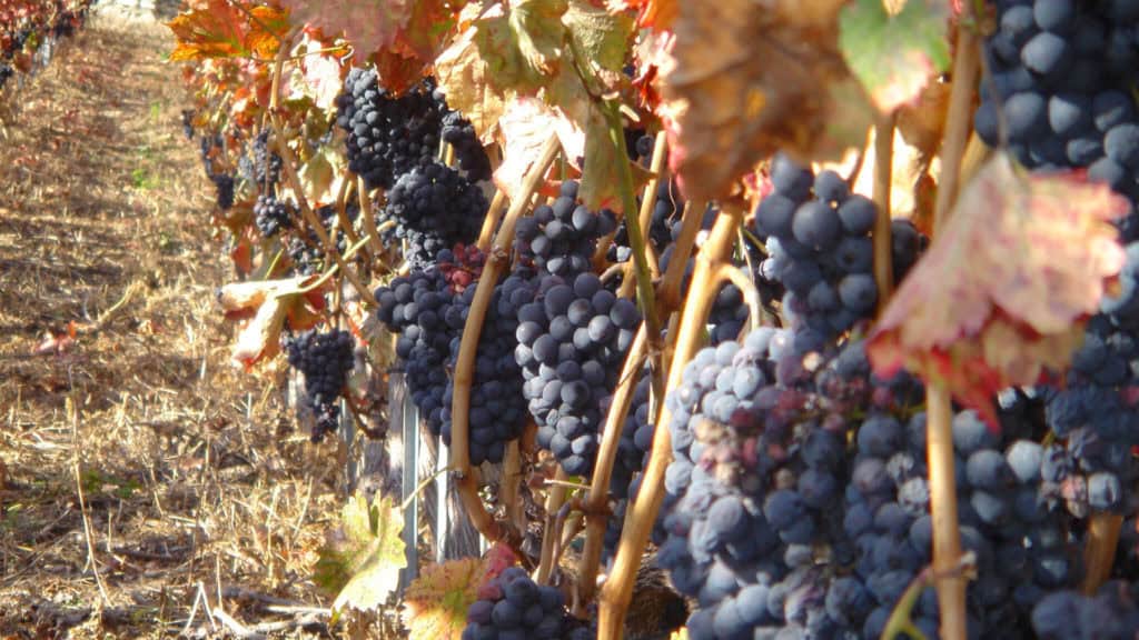 Reihe von Cabernet Sauvignon Rebstöcken mit dunkelblauen Trauben und teilweise vertrockneten Blättern in einem Weinberg