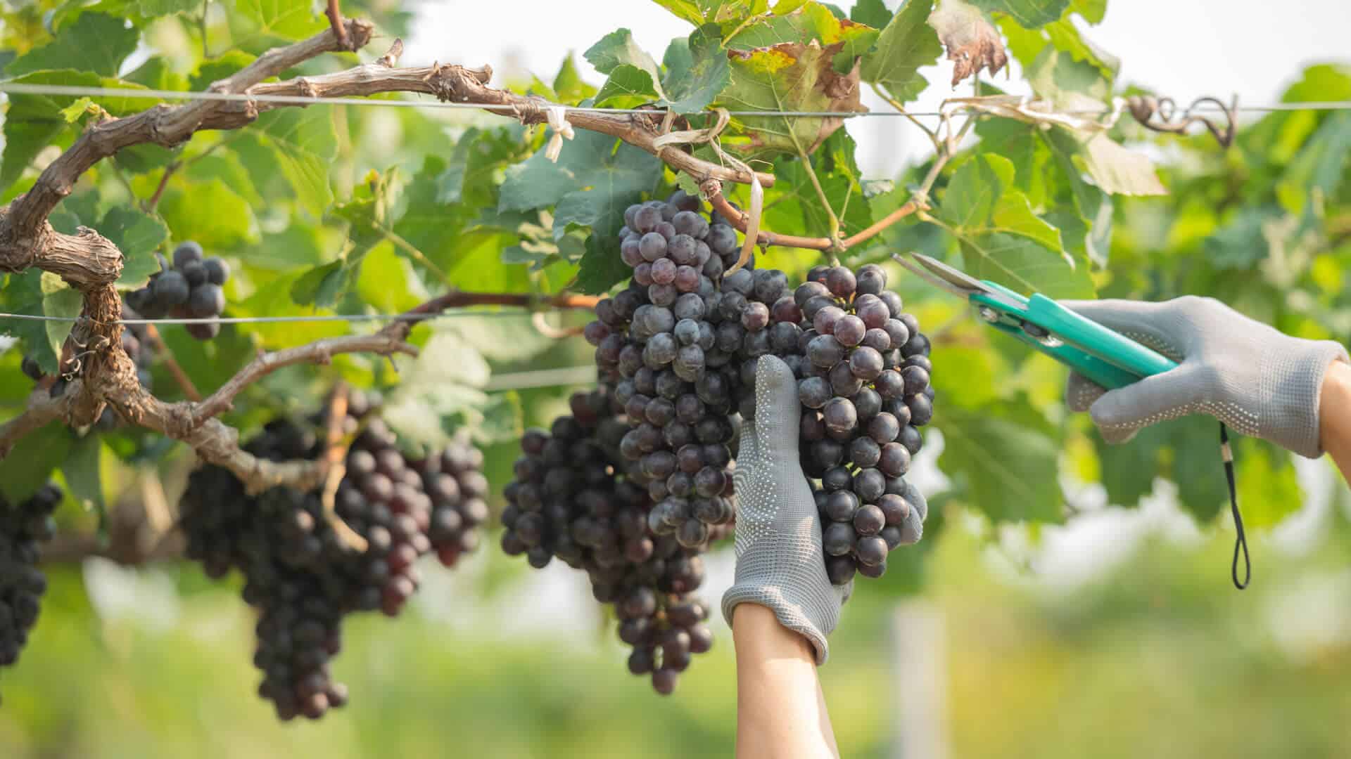 Cabernet Sauvignon Wein 3 cabernet sauvignon ernten