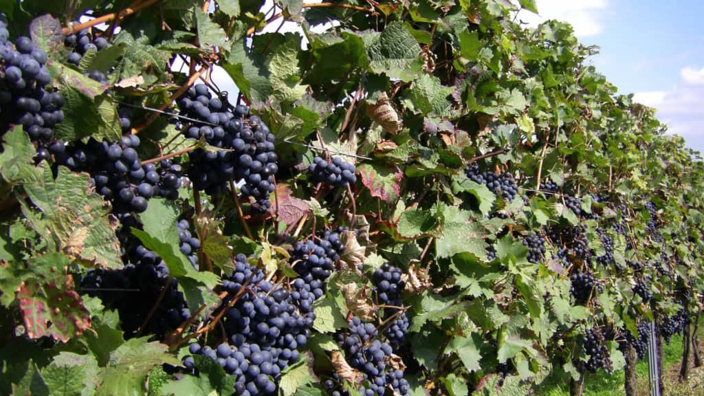 Cabernet Sauvignon-Reblage – Lage und Terroir im Weinberg