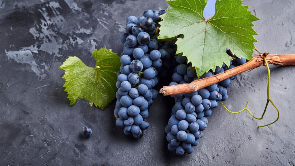 Cabernet Sauvignon Wein 13 cabernet sauvignon rotweintraube