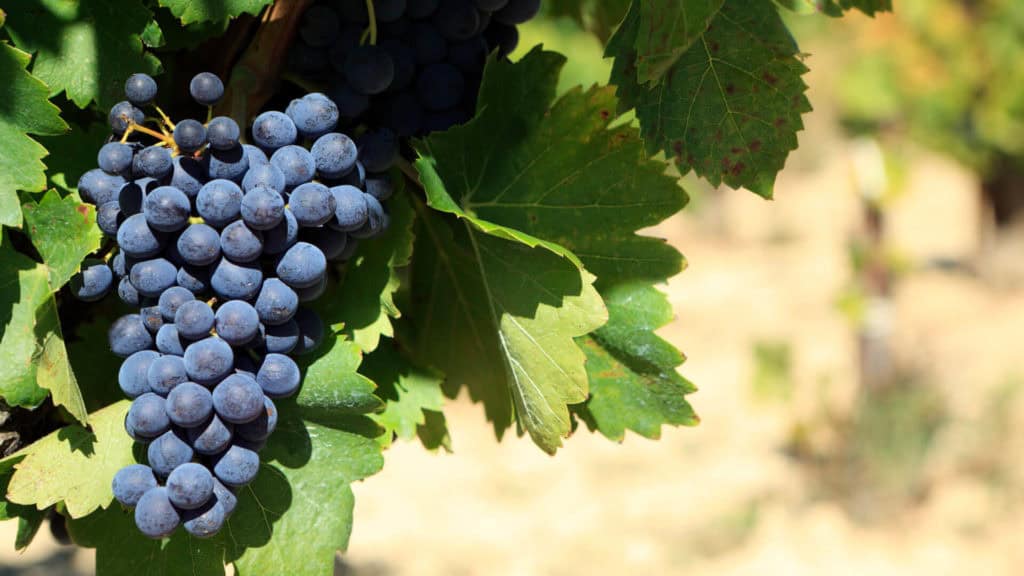 Dunkelblaue Trauben des Cabernet Sauvignon hängen an einem Rebstock mit grünen Blättern