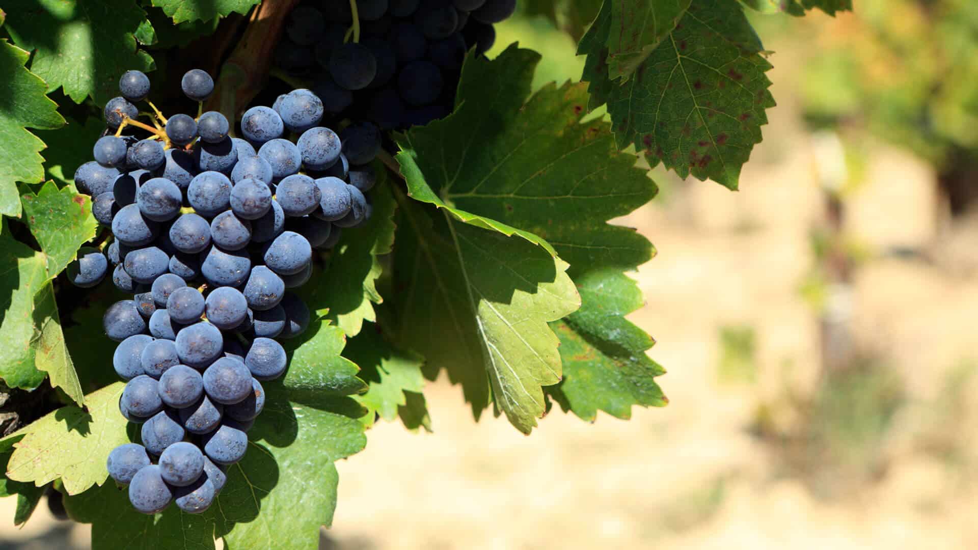 Cabernet Sauvignon Wein 4 cabernet sauvignon sortenrein
