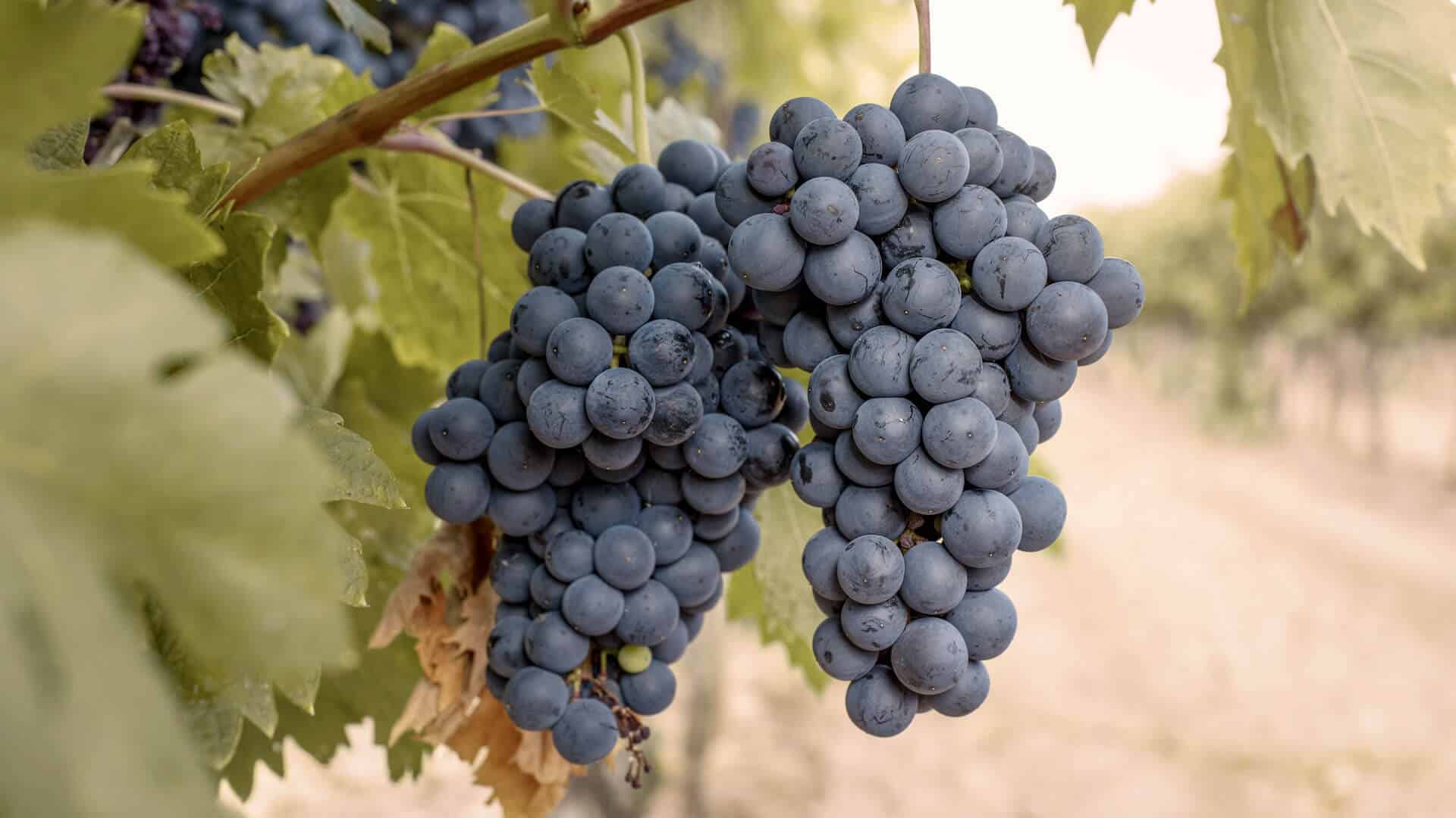 Cabernet Sauvignon Wein 1 cabernet sauvignon trauben