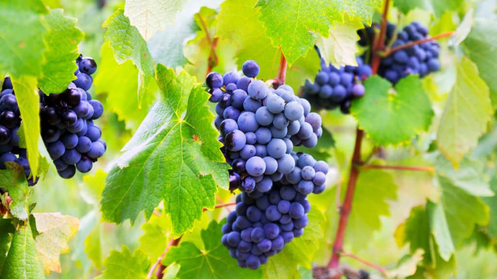 Cabernet Sauvignon-Weintrauben am Rebstock – Grundlage für kräftigen Rotwein
