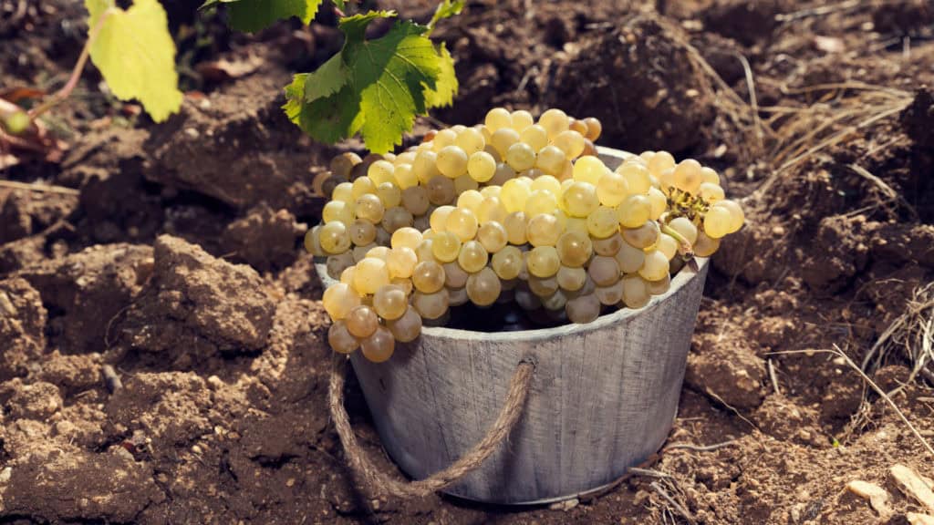 Ein silberner Eimer mit einem grossen Bund weisser Chardonnay-Trauben steht auf trockenem, braunem Boden mit einem grünen Blatt im Hintergrund