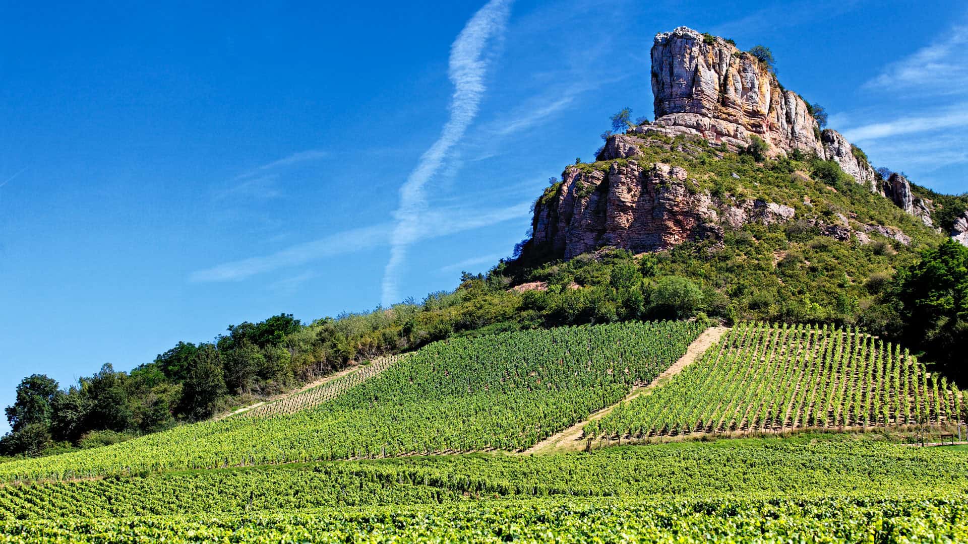 Chardonnay: Die vielfältige Rebsorte für jeden Anlass 11 chardonnay weinland burgund 1