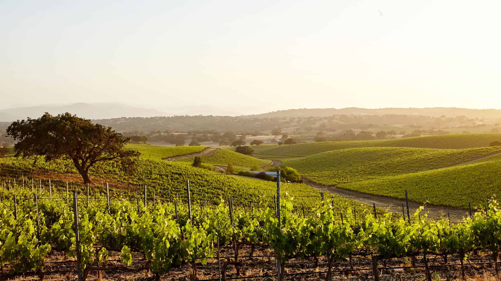 Chardonnay: Die vielfältige Rebsorte für jeden Anlass 12 chardonnay weinland kalifornien