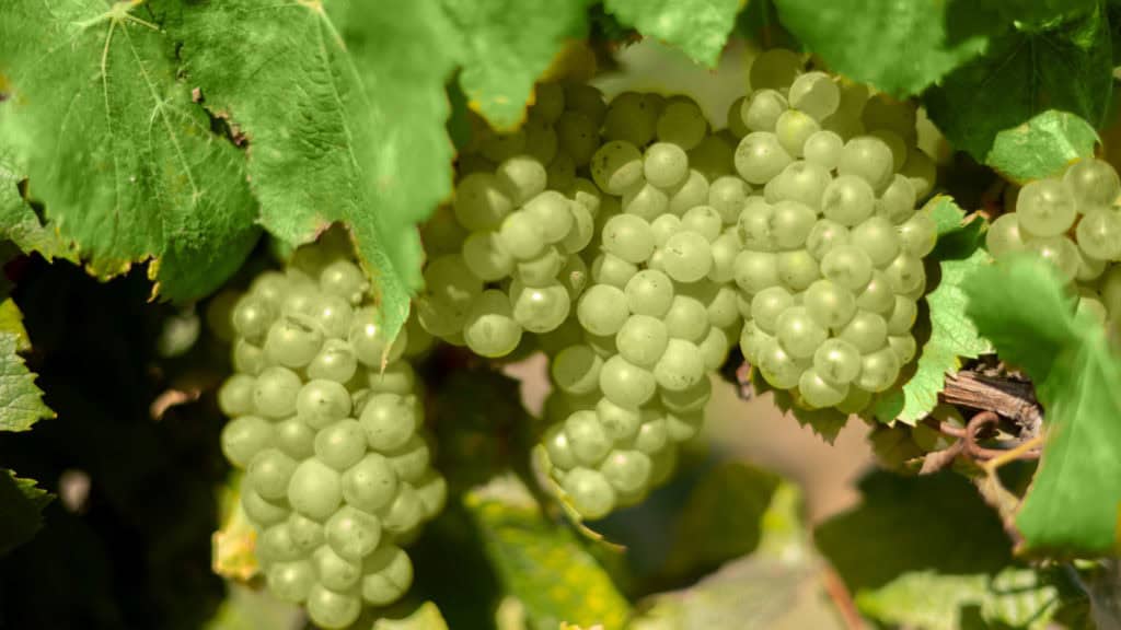 Weisse Chardonnay-Trauben – Grundlage für aromatische Weissweine