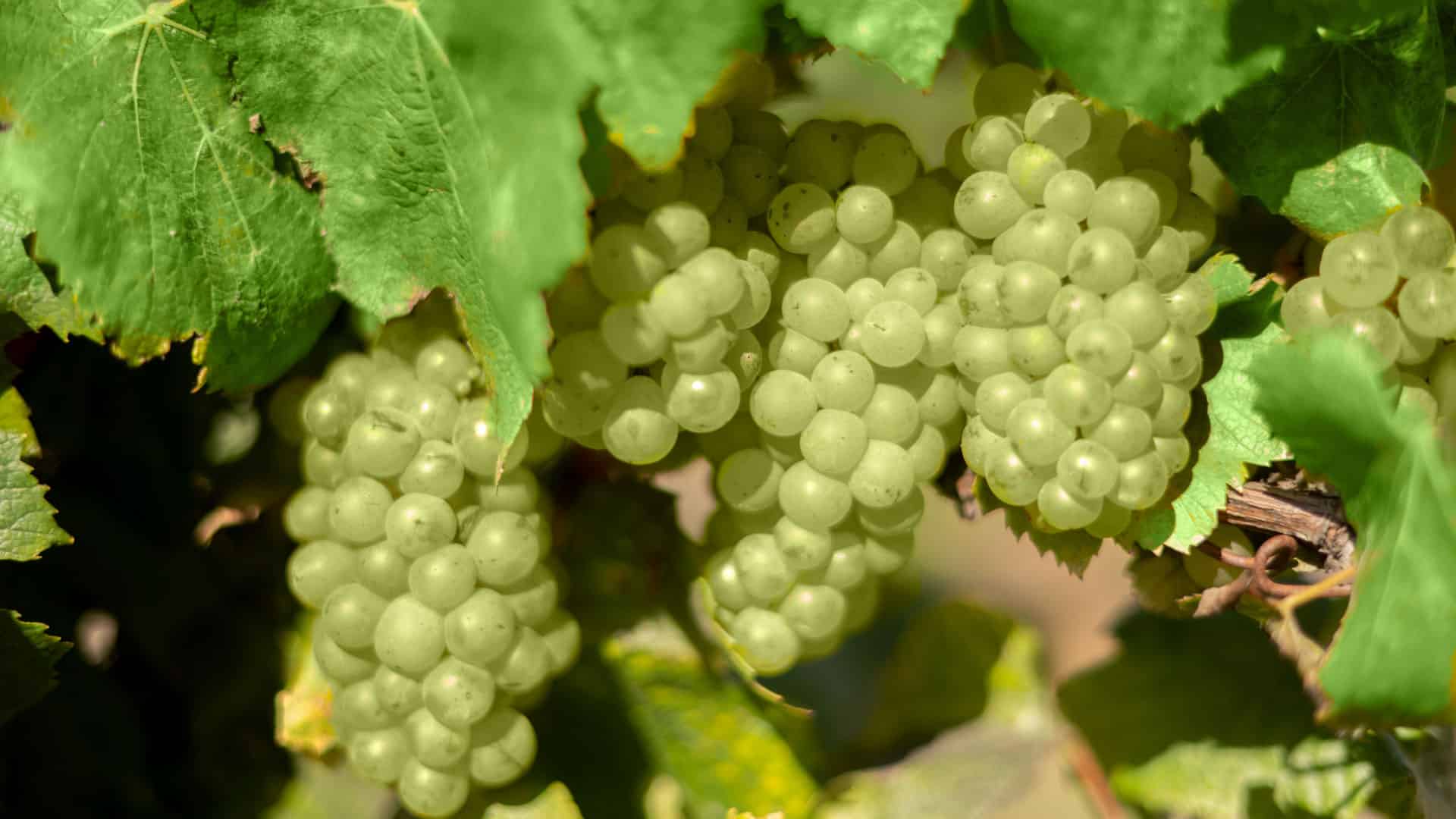 Chardonnay: Die vielfältige Rebsorte für jeden Anlass 2 chardonnay weissweintrauben