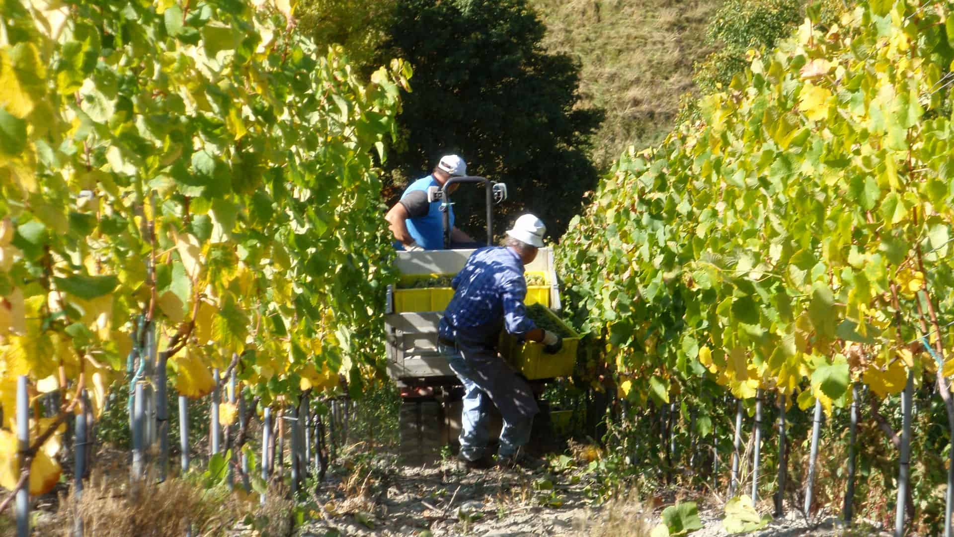 Chardonnay: Die vielfältige Rebsorte für jeden Anlass 6 chardonnay weissweintrauben ernte