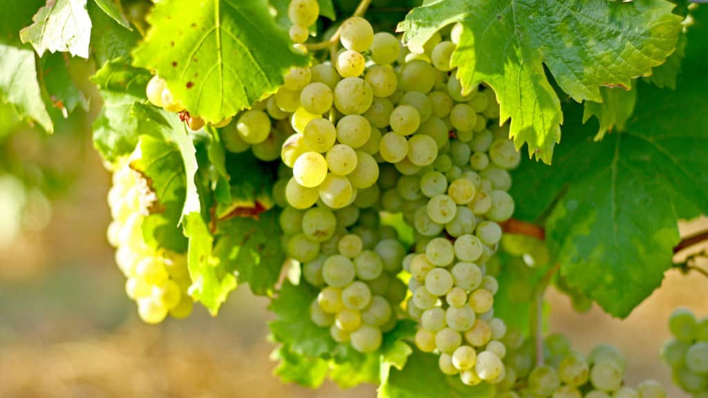 Nahaufnahme von reifen weissen Chardonnay-Weintrauben an einem Weinstock mit grünen Blättern