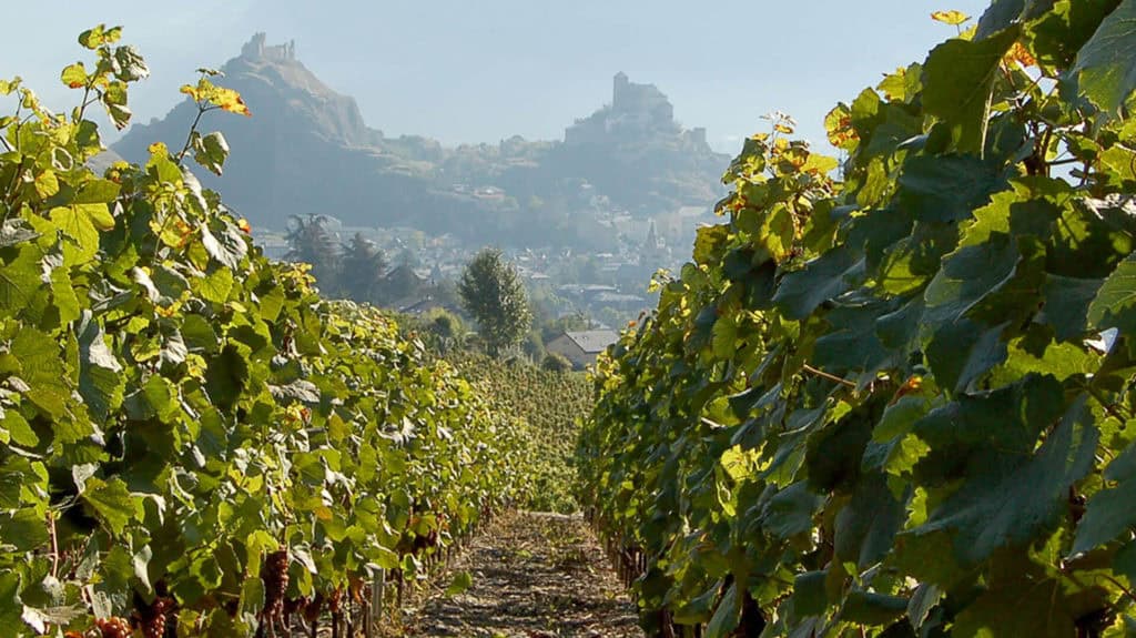Chasselas-Reblage in Sion – Trauben am Rebstock in Walliser Terrassenlagen