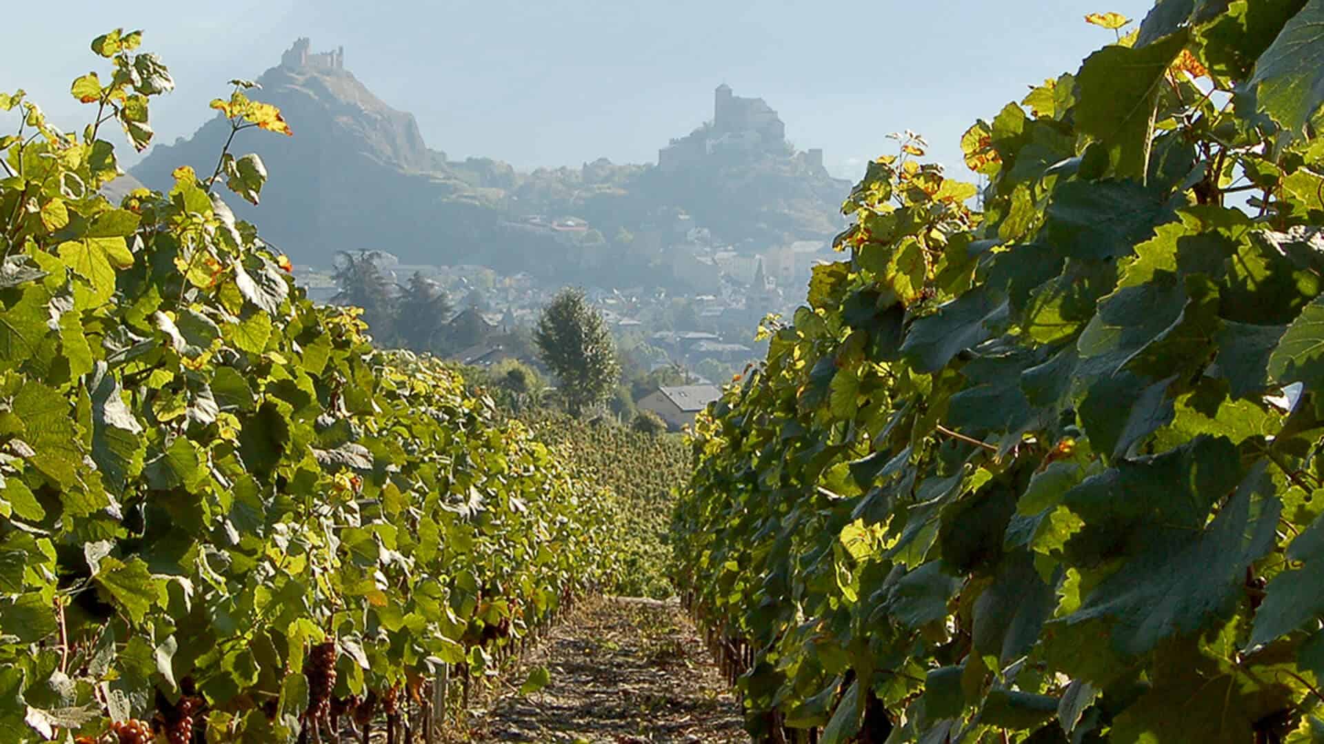 chasselas reblage sion