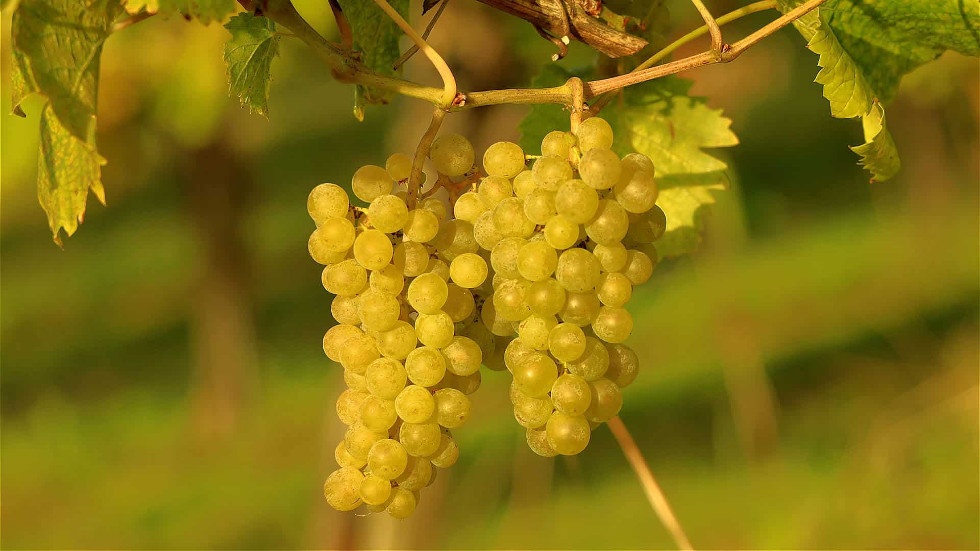 chasselas ursprung
