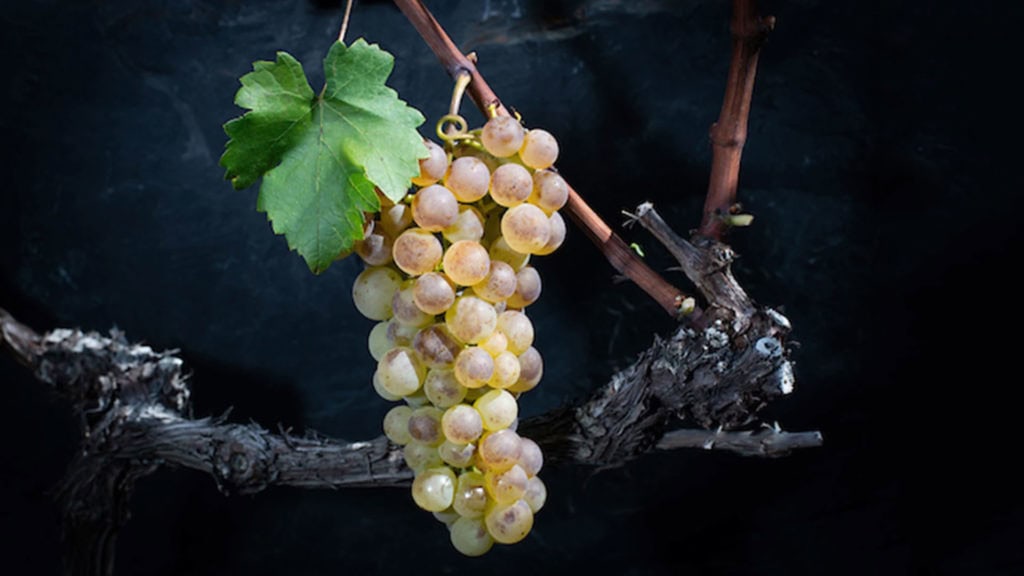 Die Rebsorte Chasselas – gut & edel im Tarnanzug 20 chasselas weissweintraube