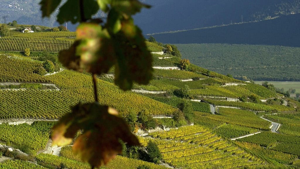 Cornalin - Weinberg mit terrassierten Rebanlagen an einem Hang vor bewaldeten Hügeln