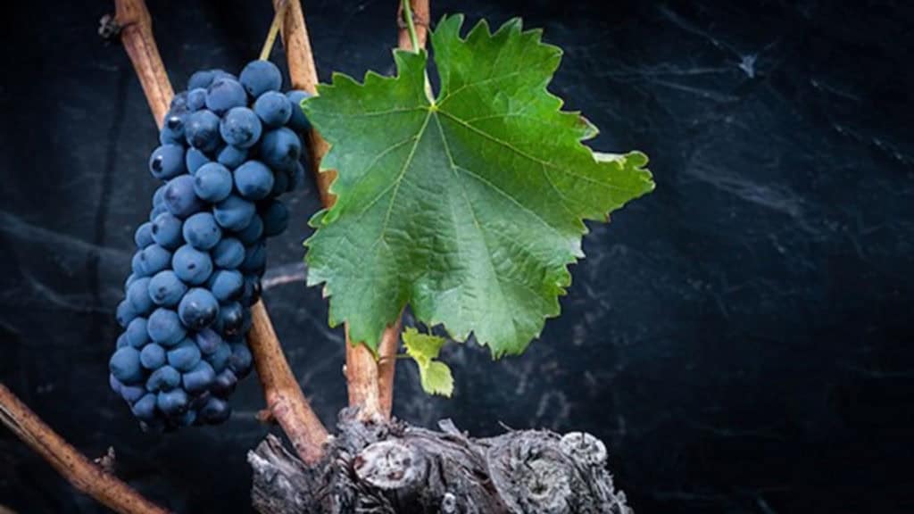 Cornalin | Rote Rebsorte 35 cornalin rotweintraube