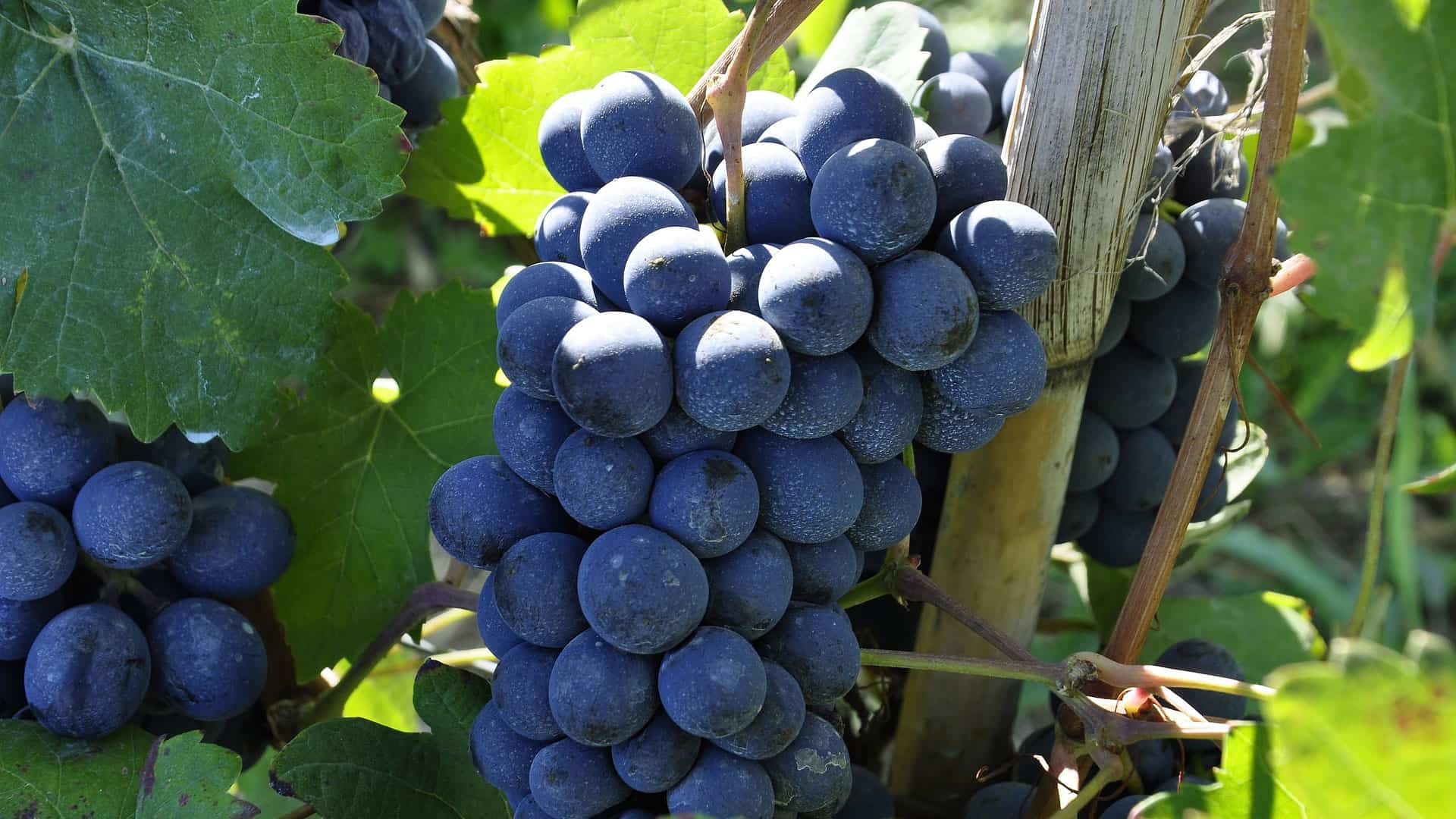 cornalin traubensorte