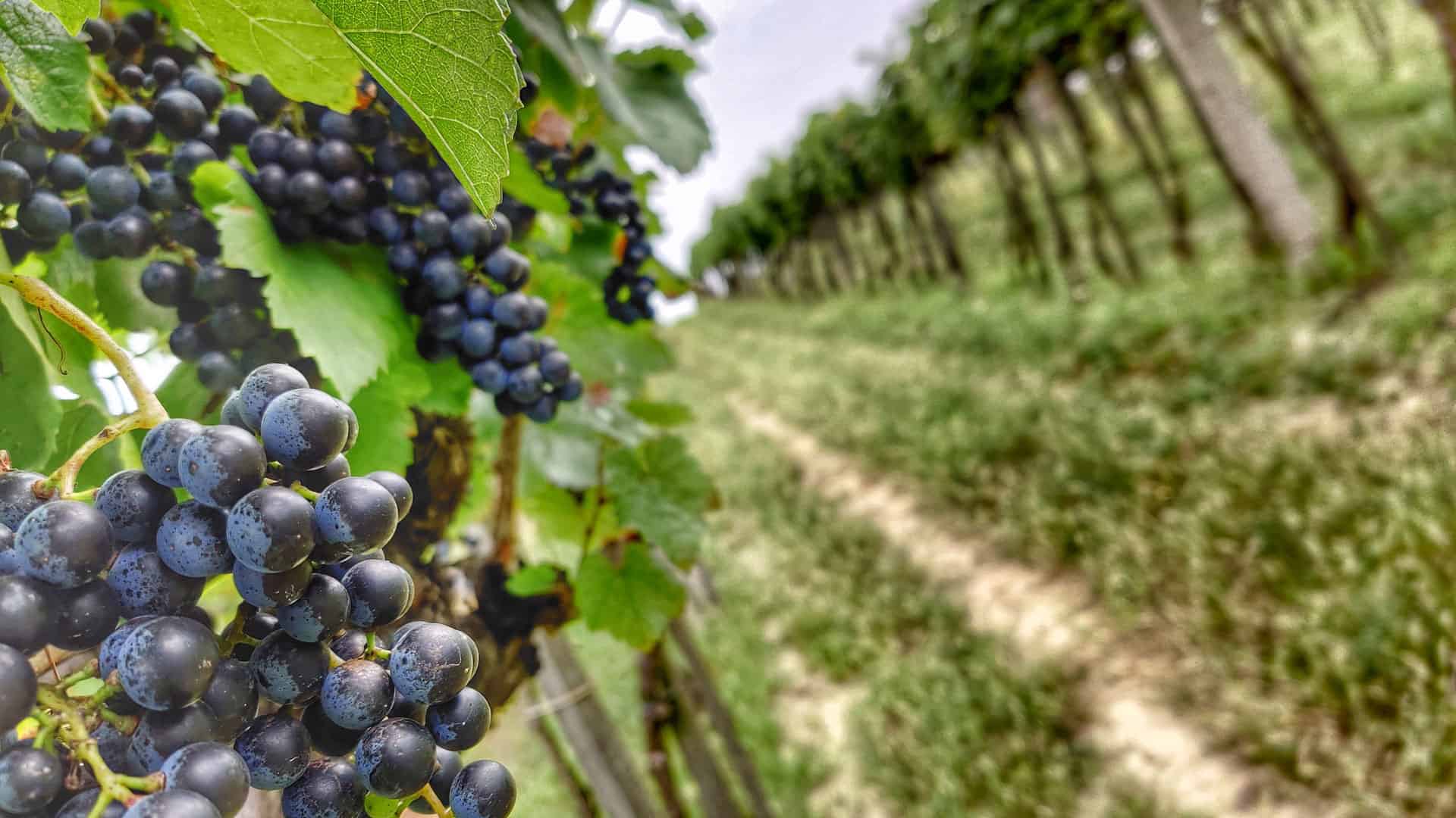 cuvee weintrauben am rebstock