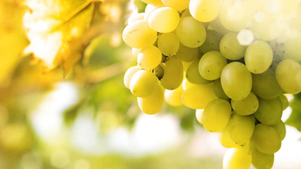 Grüne Moscato-Trauben am Rebstock – Basis für süsse Dessertweine von Mathier