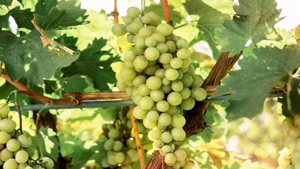 Reife Muskateller-Trauben – aromatische Basis für Dessertweine von Mathier