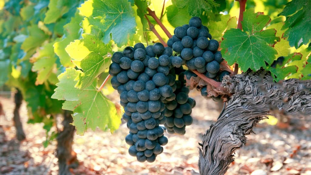 Diolinoir-Trauben am Rebstock – moderne Rotweinrebsorte mit Charakter