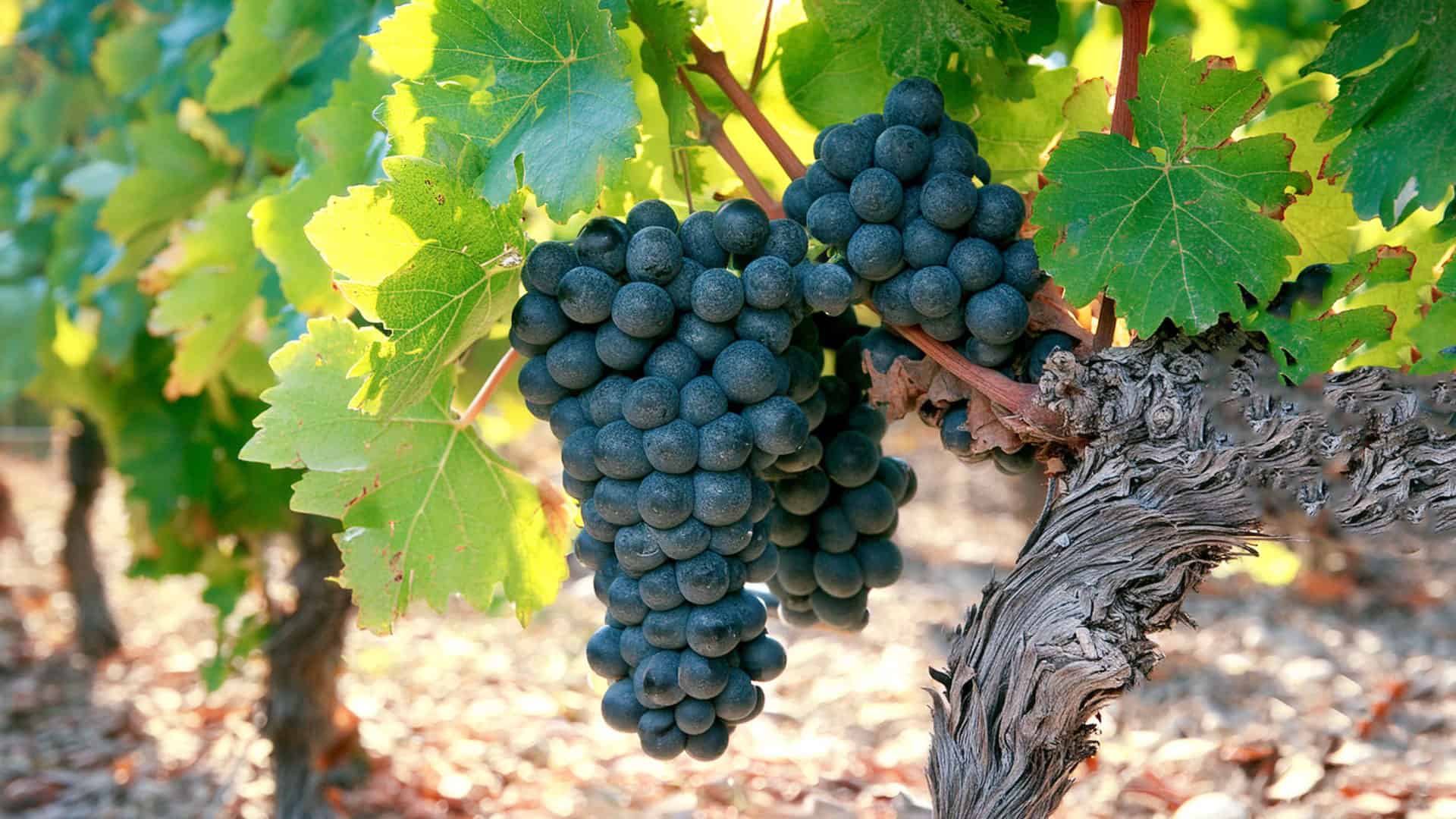 Découvrez le Diolinoir : le cépage suisse de l'avenir 2 diolinoir rotwein moderne rebsorte