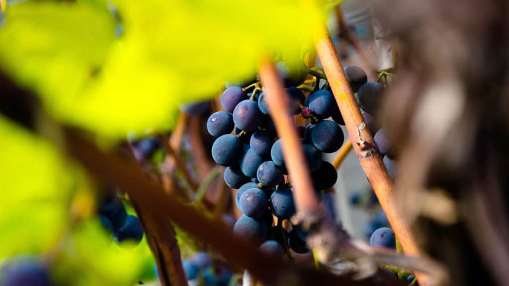 Nahaufnahme eines Traubenbündels mit runden, dunkelroten Dôle Weintrauben an einem Weinstock