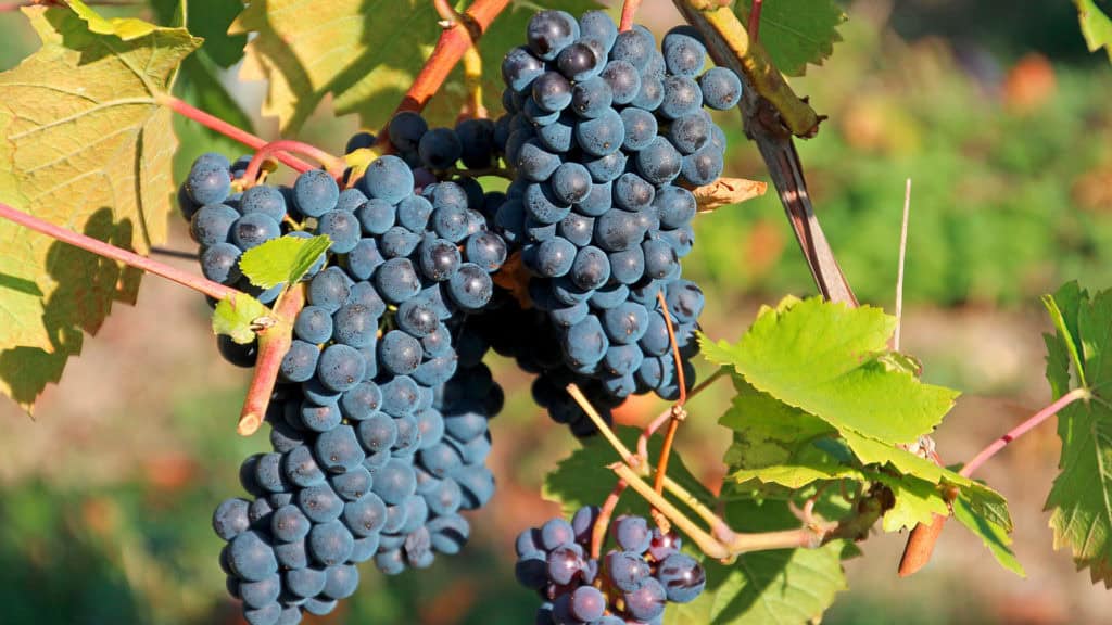 Dôle Weintrauben hängen an einem Rebstock mit grünen Blättern