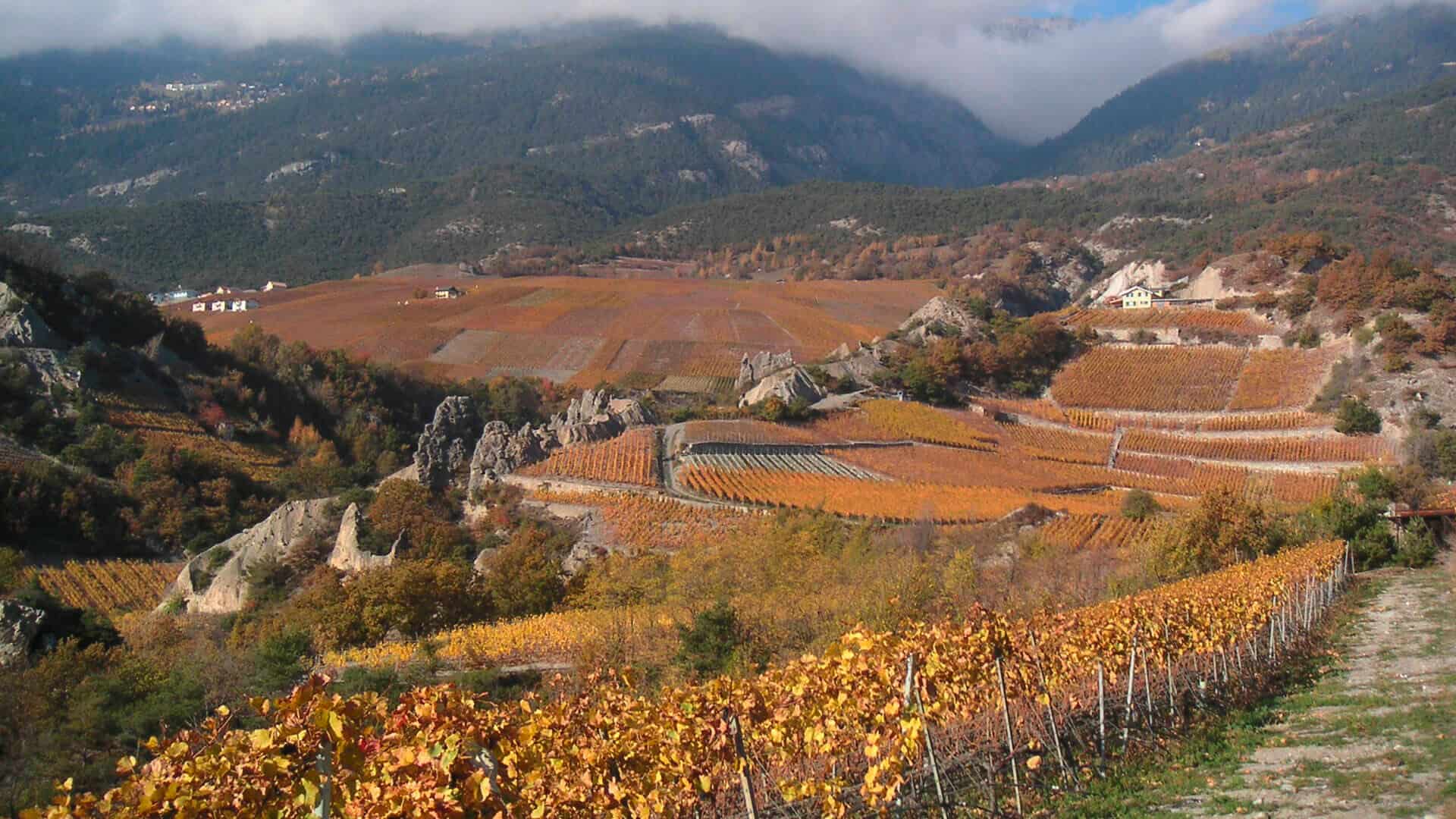 dole weinberg herbst