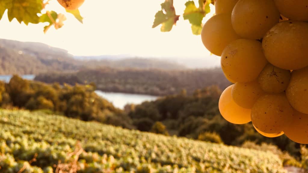 Gros plan de raisins Ermitage devant un vignoble avec une rivière et des collines boisées en arrière-plan