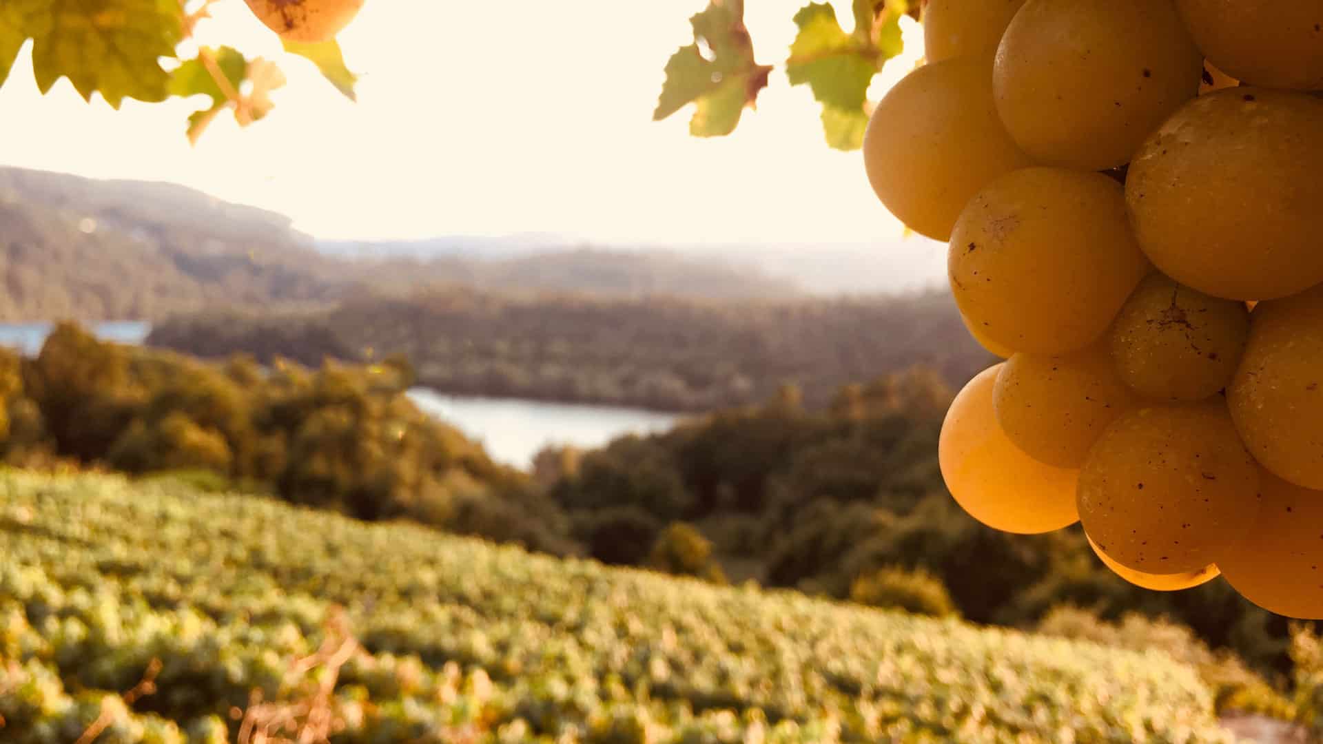 Entdecken Sie den Ermitage Wein: Ein Guide für Weinfreunde 4 ermitage weingut am fluss