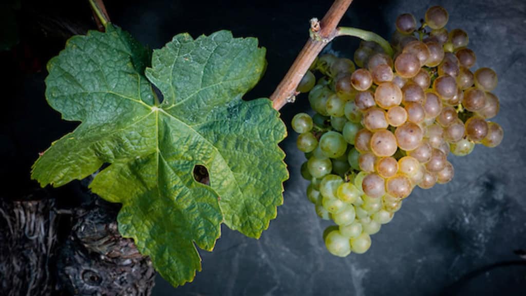 Entdecken Sie den Ermitage Wein: Ein Guide für Weinfreunde 26 ermitage weissweintraube