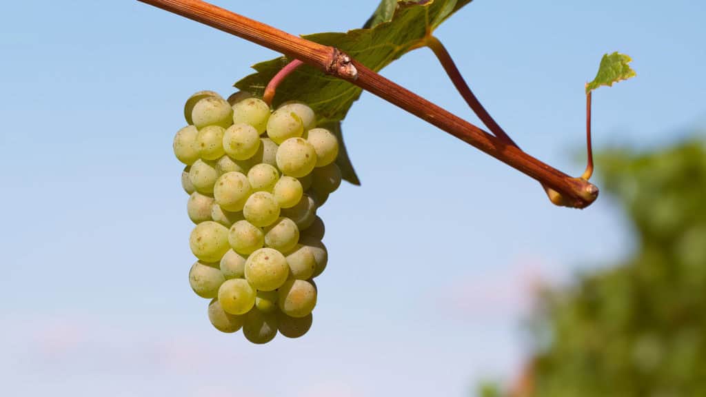 Grappes claires d'Ermitage en gros plan sur la rafle