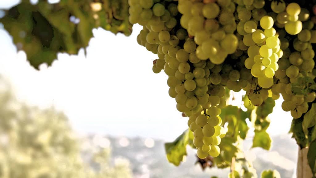 Ermitage raisins clairs en pente ensoleillée dans le vignoble