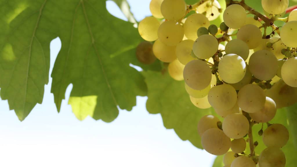 Ermitage raisins clairs dans le vignoble entre les vignes