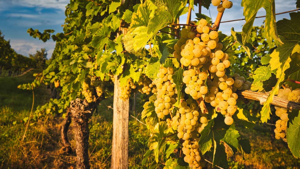 Ermitage raisins clairs au premier plan avec domaine et vignes en arrière-plan