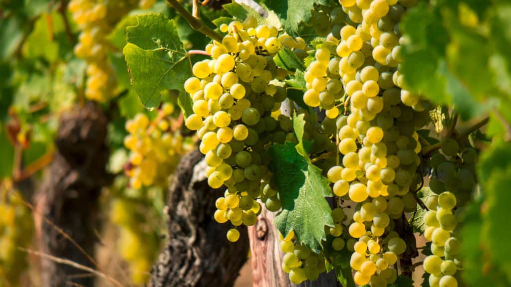 Weissweintrauben Fendant am Rebstock in grosser Ansicht