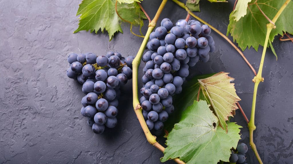 Die Gamaret: Entdecken Sie die Rotwein-Spezialität aus der Schweiz 19 gamaret rotweintraube header beitragsbild