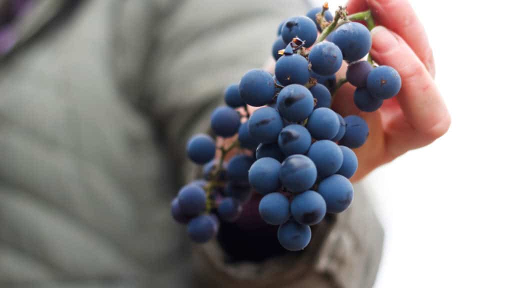 Gamaret Rotweintrauben in der Hand – Weinlese im Wallis