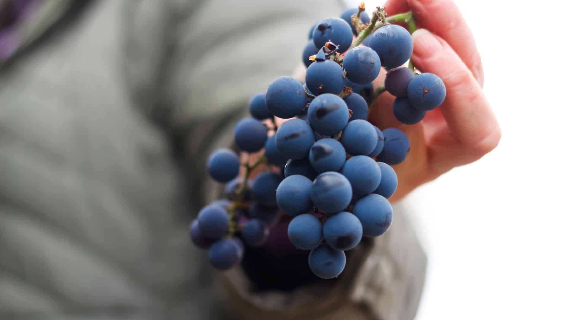 Die Gamaret: Entdecken Sie die Rotwein-Spezialität aus der Schweiz 2 gamaret rotweintrauben an der hand