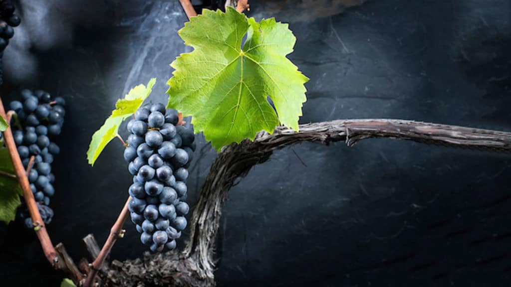 Gamay 25 gamay rotweintraube