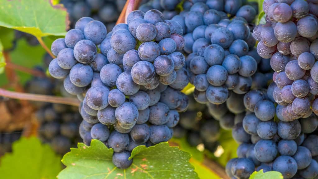 Dicht aneinanderhängende blaue Gamay-Trauben am Rebstock mit grünen Blättern im Hintergrund