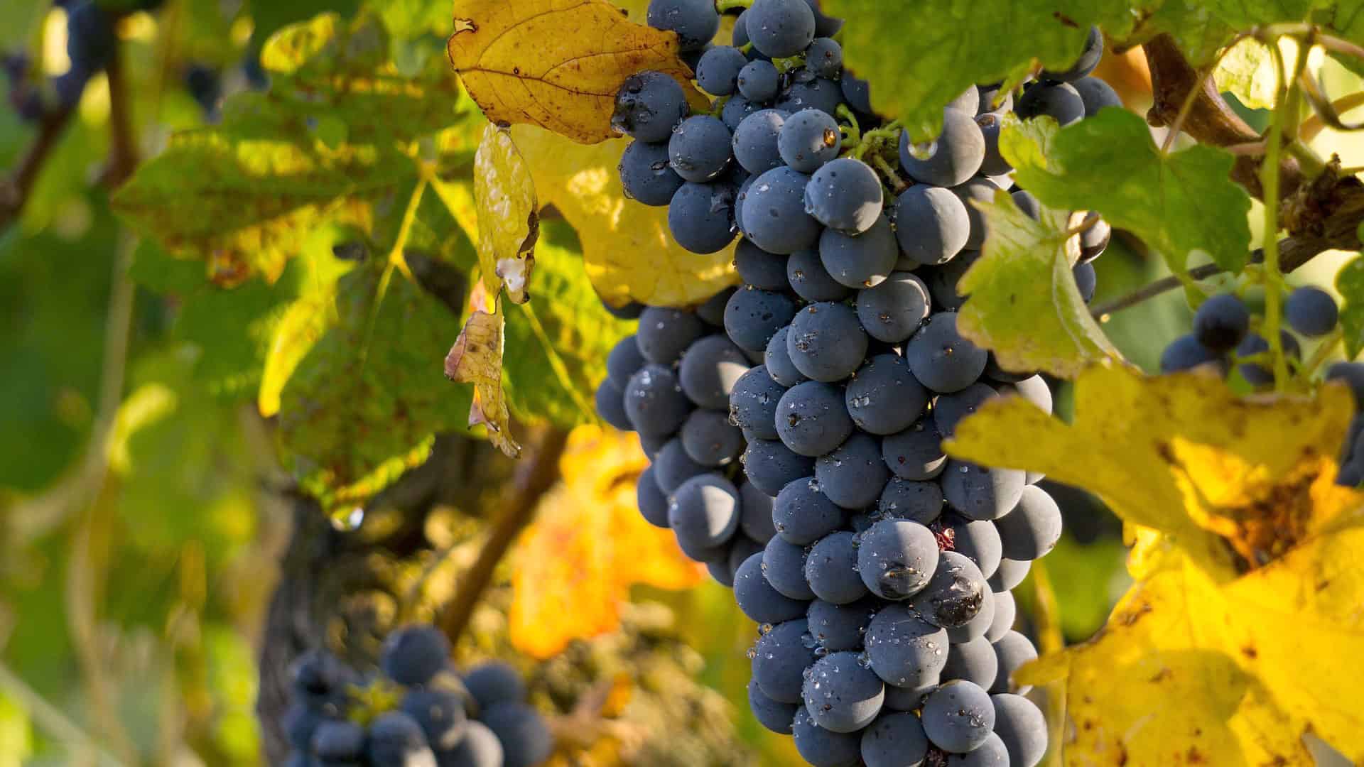 gamay weintrauben herkunft